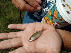 Petroleuciscus borysthenicus