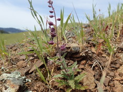 Streptanthus glandulosus pulchellus