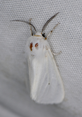 Spilosoma