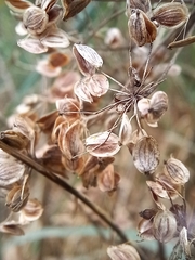 Petroselinum crispum