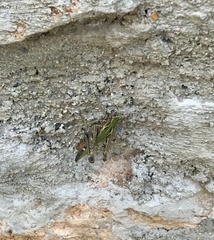 Omocestus