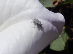 Trichobaris compacta