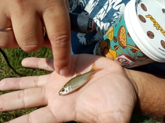 Petroleuciscus borysthenicus