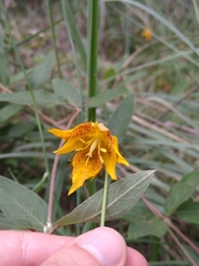 Calochortus barbatus