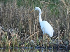 Ardea alba alba