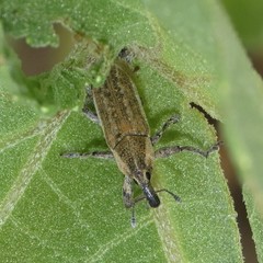 Lixinae