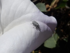 Trichobaris compacta