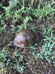 Terrapene carolina triunguis