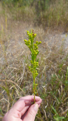 Solidago sempervirens
