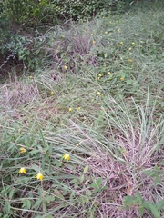 Calochortus barbatus