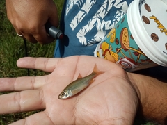 Petroleuciscus borysthenicus