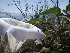 Trichobaris compacta