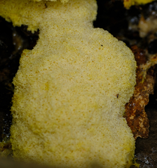Fuligo septica
