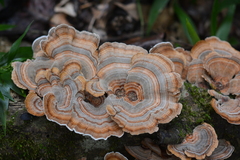 Trametes versicolor