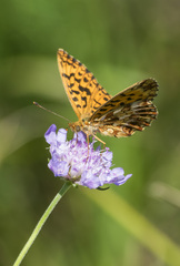 Boloria dia