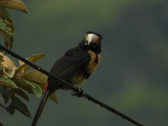 Pteroglossus torquatus