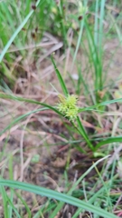 Carex viridula
