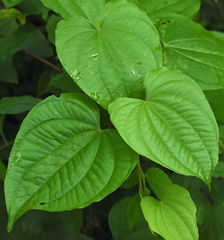 Dioscorea bulbifera