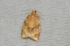 Adoxophyes negundana