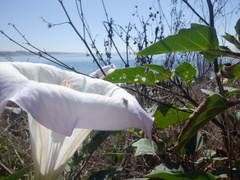 Trichobaris compacta