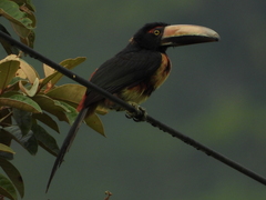 Pteroglossus torquatus