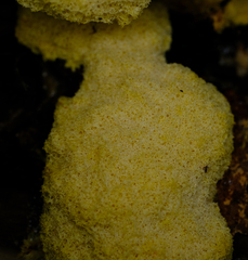Fuligo septica