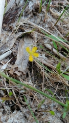 Ranunculus flammula
