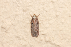 Agonopterix