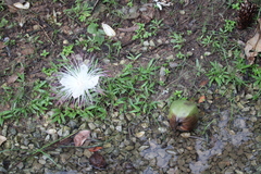 Barringtonia asiatica