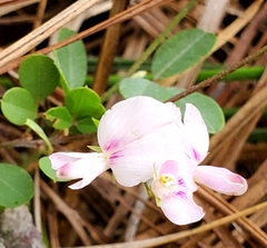 Lespedeza repens