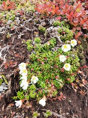 Diapensia
