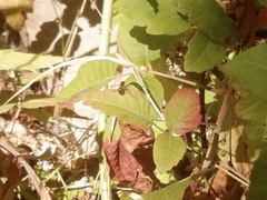 Toxomerus occidentalis