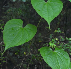 Dioscorea bulbifera