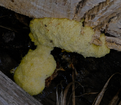 Fuligo septica