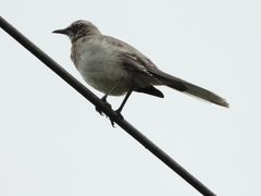 Mimus gilvus