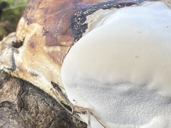 Fomitopsis ochracea