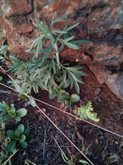 Lepidium bonariense