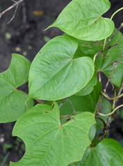 Dioscorea bulbifera