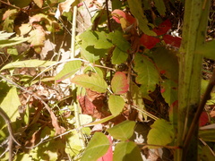 Toxomerus occidentalis