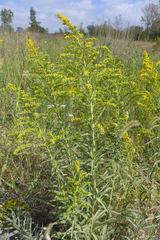 Solidago sempervirens