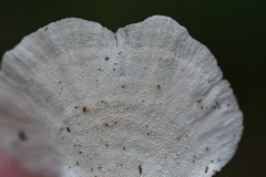 Trametes versicolor