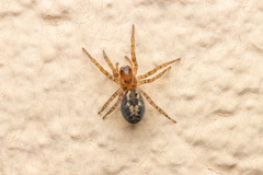 Amaurobius