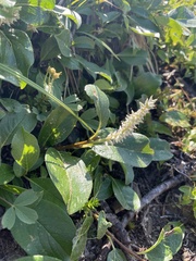 Salix arctica