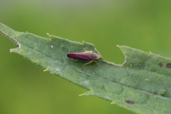 Graphocephala coccinea