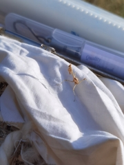 Empusa fasciata
