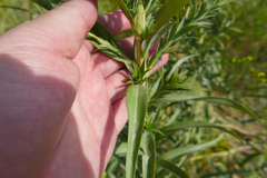 Solidago sempervirens