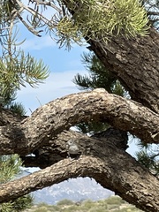 Baeolophus inornatus