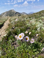 Erigeron peregrinus