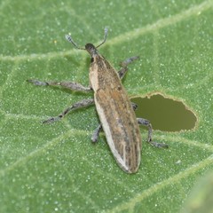 Lixinae
