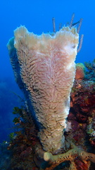 Callyspongia plicifera